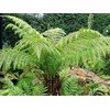 Dicksonia antartica | Soft Tree Fern | 250 Spores