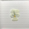 10 Dried Edible Flowers (White)