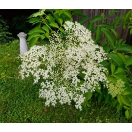 the1sparrowgardens American Elderberry 5+ Live Cuttings Perennial Plant Shrub Tree Herbal Berries