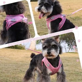 Pechera Arnés Transpirable Cómodo con Correa para Perro Gato,con Tira Reflectante (Rosa, XS)                                                          