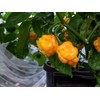 Papa Dreadie Scotch Bonnet Pepper 10+ Seeds