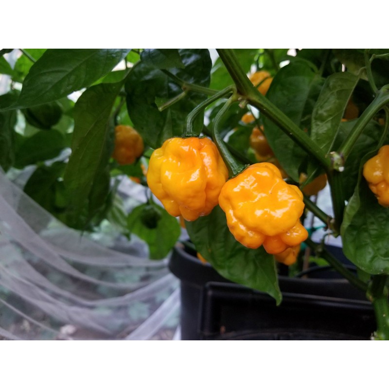 Papa Dreadie Scotch Bonnet Pepper 10+ Seeds