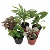 Terrarium & Fairy Garden Plants - 5 Plants in 2"
