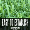 Domain Outdoor Incognito Deer Plot Seed, 1/4 Acre, Create Concealment