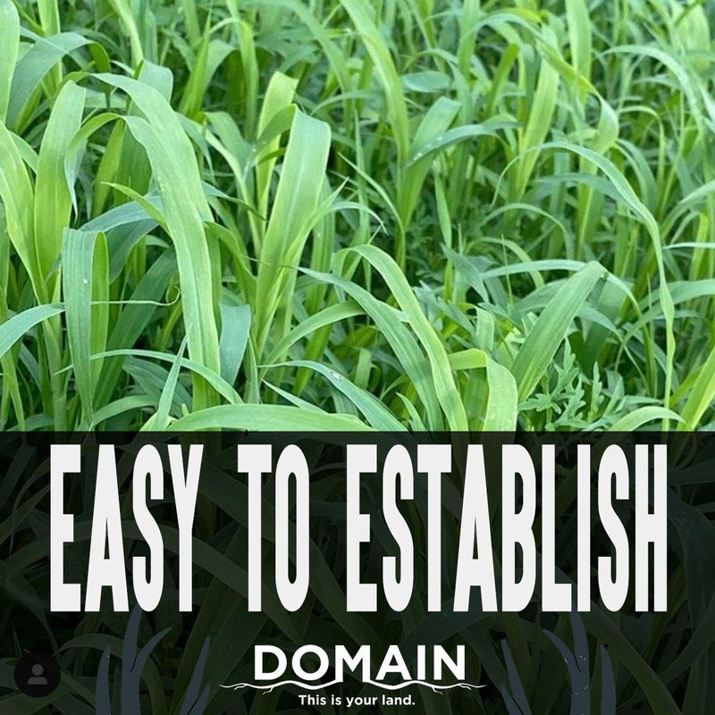 Domain Outdoor Incognito Deer Plot Seed, 1/4 Acre, Create Concealment