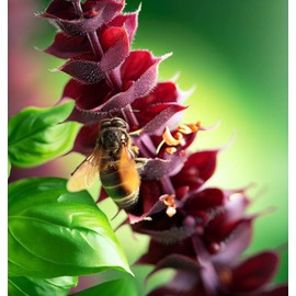 Basil, Cinnamon (Ocimum basilicum) Herb Seeds, Easy to Grow, Cinnamon Flavor, Aromatic Leaves, Heat-Tolerant, Seeds by MySeeds.Co, You Choose The Amount (0.25 oz)