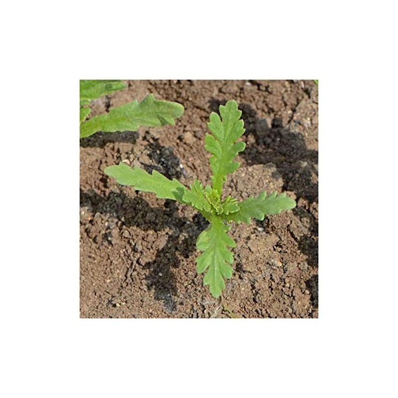 Everwilde Farms - 1 Oz Garland Daisy Wildflower Seeds -