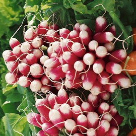 Everwilde Farms - 500 French Breakfast Radish Seeds - Gold Vault Jumbo Seed Packet
