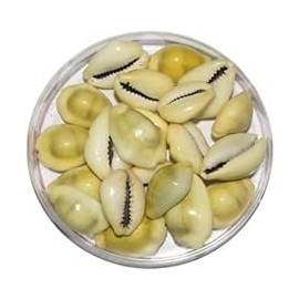 bhavika Creation Original Yellow Cowdi/Cowrie/Cowry/Kouri/Kaudi/Kori Shells, Monetaria Monta Shells, for Laxmi and Diwali Pooja, Set of 51, 3/4 Inch - 1-1/2 Inch, White