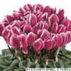 Cyclamen Seeds 15 Seeds Cyclamen Halios Select Fantasia Magenta Silver Leaf