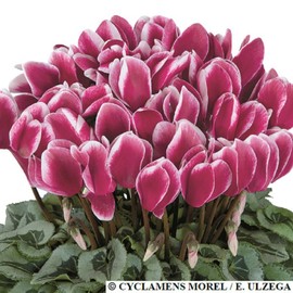 Cyclamen Seeds 15 Seeds Cyclamen Halios Select Fantasia Magenta Silver Leaf
