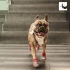 RC Pet Products Fun PAWks Anti-Slip, Stylish, Functional, Protective Dog