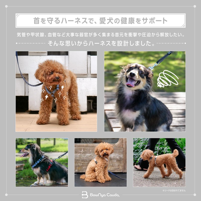 BowNya Cauda, Active Harness Blue Small