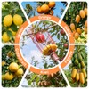 Apple Picker with Telescopic Handle, Apple Picker with Telescopic Handle,Fruit