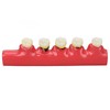 Dental Teeth Model Ceramic Clear Structure Oral Care Educational Periodontal