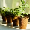 Back to the Roots Organic & Plantable Seed Starting Pots