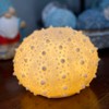 Things2Die4 7 Inch Resin LED Sea Urchin Accent Lamp Decorative