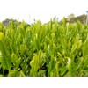 Shizuoka Makinohara Nozomu Brand 88 Night Limited Time Limited 2024