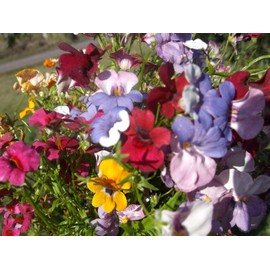 CEMEHA SEEDS - Nemesia Carnival Mix Ornamental Indoor Annual Flowers for Planting