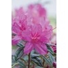Autumn Amethyst Encore Azalea (3 Gallon) - Purple, Pink Flowering