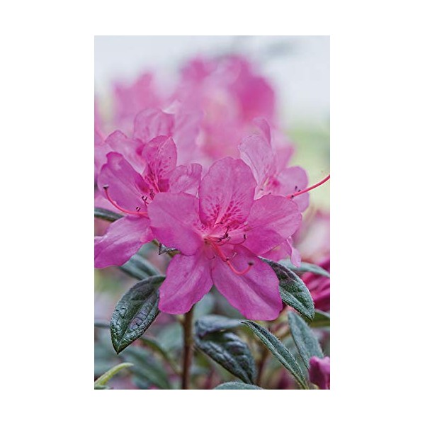 Autumn Amethyst Encore Azalea (3 Gallon) - Purple, Pink Flowering