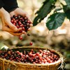 Salt Spring Coffee - Sumatra Whole Bean Coffee, Organic Fair