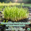 18oz Cat Grass Seeds Bulk - Over 14000+ Premium Cat