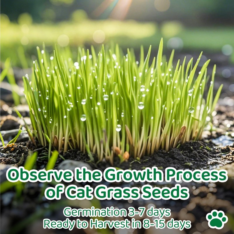 18oz Cat Grass Seeds Bulk - Over 14000+ Premium Cat