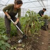 Multifunctional Manual Root Puller Tool for Corn, Cotton, Eggplant, Chili