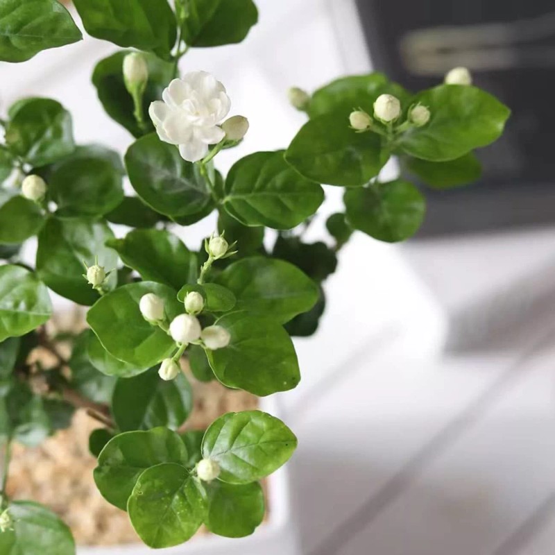VISTATU 100+ Climbing Jasmine Flower Seeds Fragrant Plant for Planting
