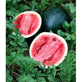 100 Sugar Baby Watermelon Seeds Heirloom - Premium Non-GMO, Open Pollinated, US Grown Seed, Always Fresh!
