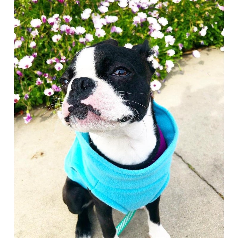 Gooby Stretch Fleece Pull Over Cold Weather Dog Vest, Mint,