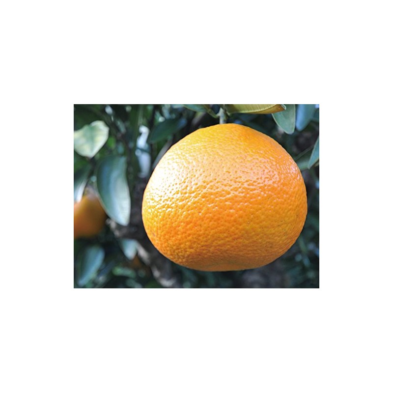 Ecott Cosmetics Organic Hair Shampoo (Yayaya Prefecture), Iyokan, Ehime Prefecture