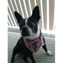Buster Brown, Patriotic, Dog Bandana, U.S. Flags, xS, S, M, L, xL - xS