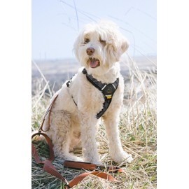 OllyDog Alpine Reflective Comfort Harness, No Pull Dog Harness with Reflective Trims, Soft Sublimation Printed Polyester Webbing, Ideal for Everyday Use and Adventures (Large, Dream Camo)