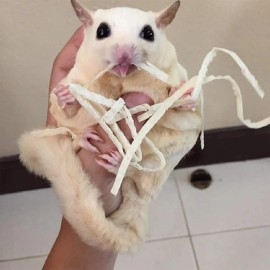 Exotic Nutrition Omega Yums Nutritious Treat for Small Pets 18 grams Pack of 1