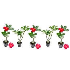 ragnaroc Live Succulents – Adenium Obesum Desert Rose 6-10” tall in 4” pot - 5ct - Color when flowering may be Pink or Red, Bonsai Caudex - Live Arrival Guaranteed - House Plants for Home Decor & Gift