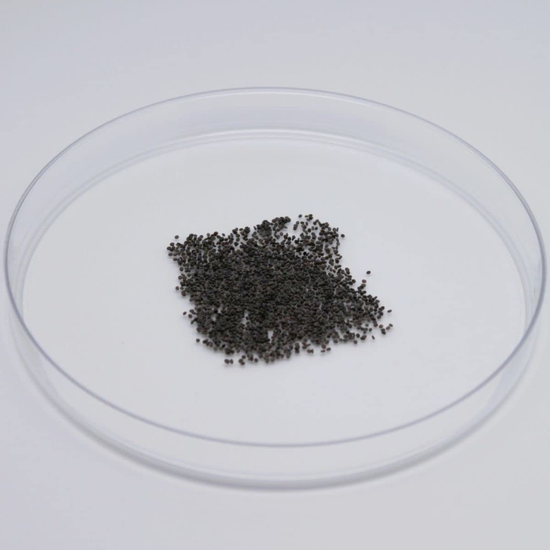 Coastal Silkworms 500 Count Live Silkworm Eggs Bombyx Mori (Pack