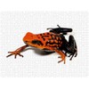Calvendo Ameerega Silverstonei Arrow Poison Frog