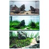 Mysteryhigh 5 Aquarium Plants S.e.e.d Set, not Artifical, Fish Tank