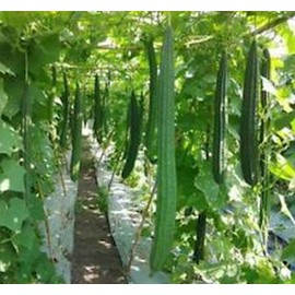 Fresh 22 Ridged gourds/Angled Luffa/Chinese Okra/Sponge gourds/Luffa acutangula seeds