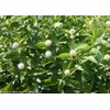 Proven Winners - Cephalanthus occidentalis Sugar Shack (Buttonbush) Shrub, white