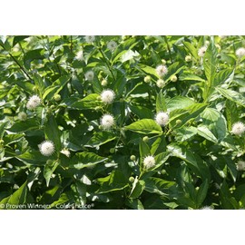 Proven Winners - Cephalanthus occidentalis Sugar Shack (Buttonbush) Shrub, white flowers, #3 - Size Container