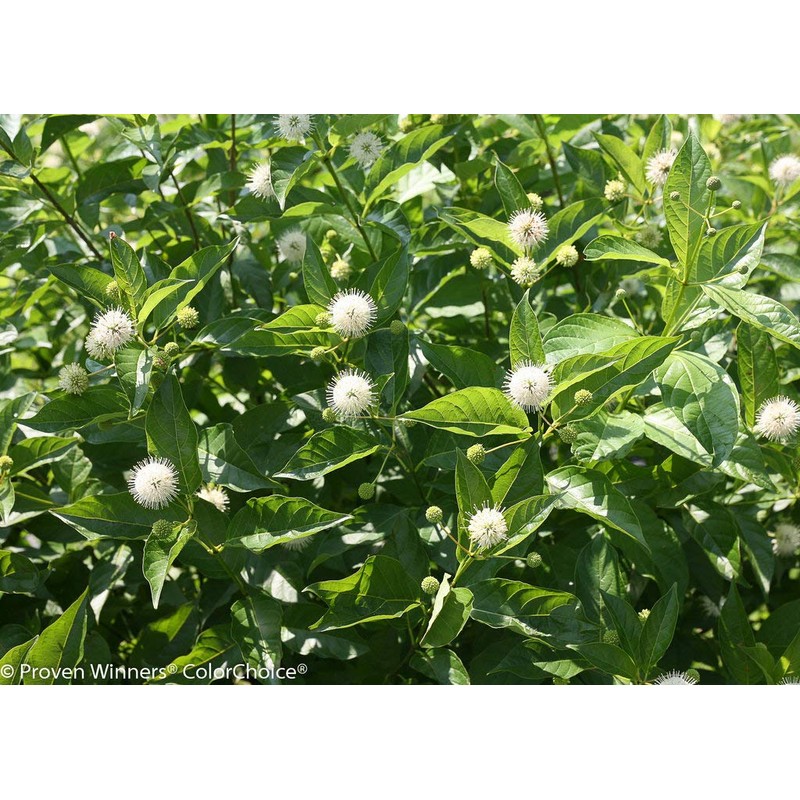 Proven Winners - Cephalanthus occidentalis Sugar Shack (Buttonbush) Shrub, white