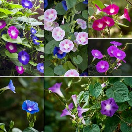 Groundio Morning Glory Seeds, Tall Mix 1 OZ, Climbing Vine Flower Seeds Fast Growing for Planting Outdoors, Open Pollinated & Variety Color