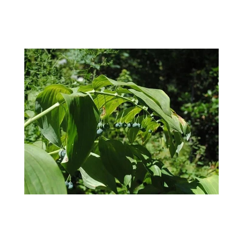 Roots Solomon's Seals Bare-root - 5