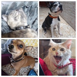 Xs Spiked Dog Collar, Studded Spike Anti-Bite Rivet Protective Neck Pu Leather Mushrooms Puppy Collars for Small Medium Large Dogs Male Cats, Red Xs