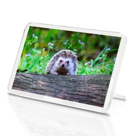 1 x Fridge Magnet -Cheeky Hedgehog Classic Fridge Magnet - British Wildlife Nature 14322