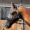 Headcollar for Horses with Glitter Stones, Fur Halter Horse in