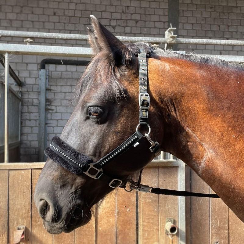 Headcollar for Horses with Glitter Stones, Fur Halter Horse in